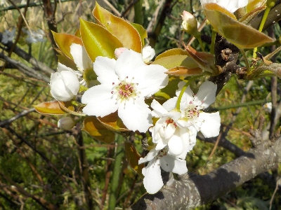 japan 梨の受粉をしました。 4月