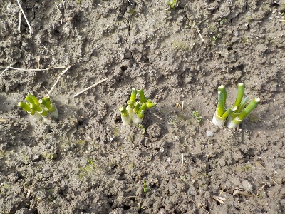 japanネギが分裂して育っています。2月