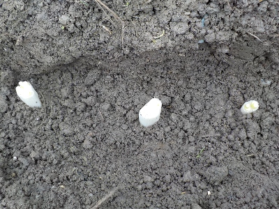 japan 長ネギを追加して植えました。3月