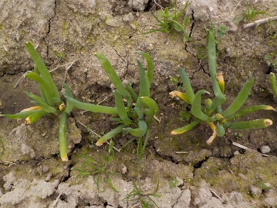 japan ネギが成長したので土寄せしました。3月