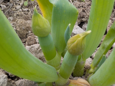 japan ネギが成長したので土寄せしました。3月