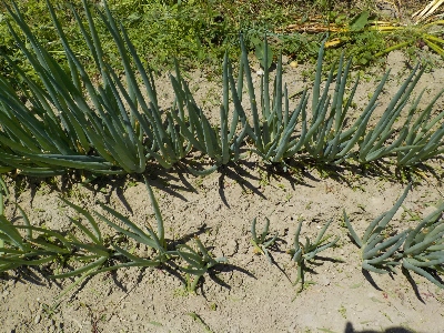 japan 近頃ネギ坊主が出来る数が減りました。 5月