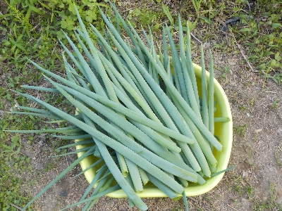 japan 長ネギから葉ネギを収穫しました。 6月