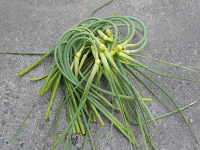 japan ニンニクの芽を収穫しました。 5月