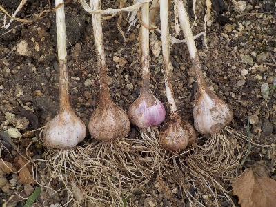 japan 小さいニンニクを植えたら小さいニンニクが出来ました。 6月