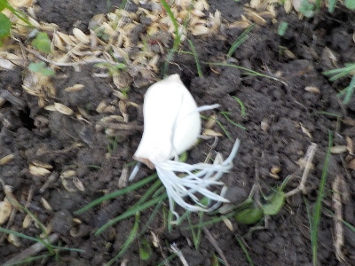 japan 冷蔵庫で根っこが出たニンニクを畑に植えました。 10月