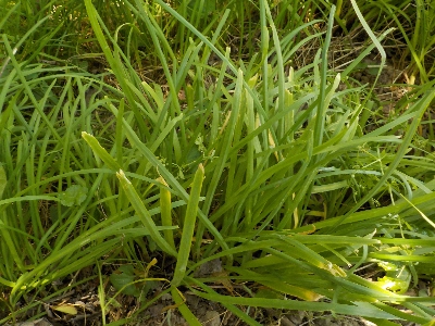 japan ニラを食べるのはめんどくさいな。 5月