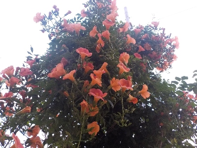 気が付いたらノウゼンカズラが満開でした。