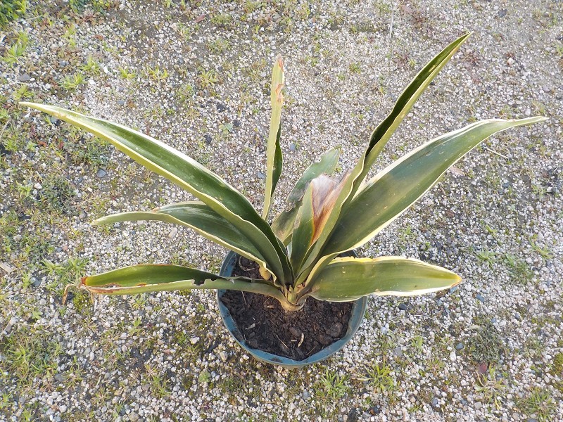 日に当たって勢いの悪いオモトを植替えしました。