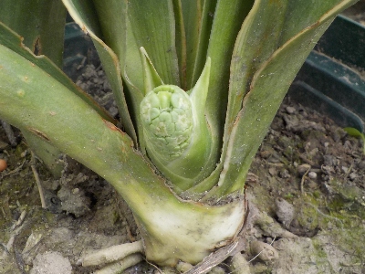 japan オモトの鉢植えが花を咲かせそうです。 4月