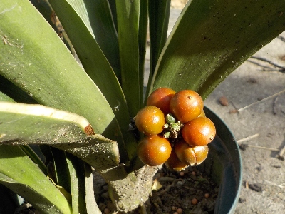 japan オモトの実が赤くなってきました。 12月