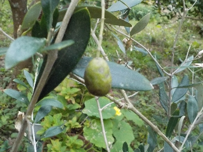 japan オリーブの実がありますが収穫する気はないです。 11月