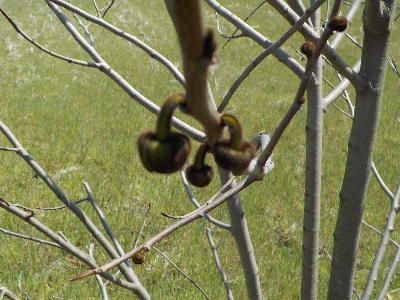 japan ポポーの花が咲いています。 4月