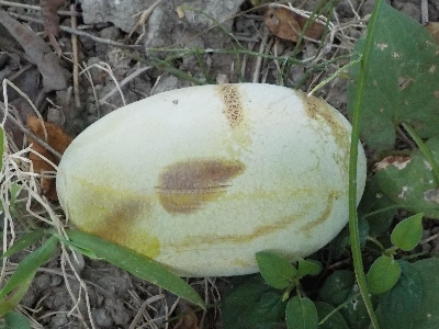 japan もうポポーが落ちていました。 8月