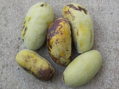 japan 本日のポポーは5個です。 9月