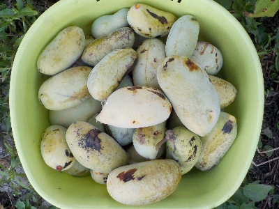 japan ポポー大量収穫です。 9月