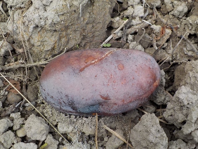 japan ポポーの収穫はしばらく前からやめました。 10月