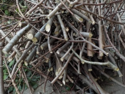 japan 大嫌いだったポポーの剪定をしました。 12月