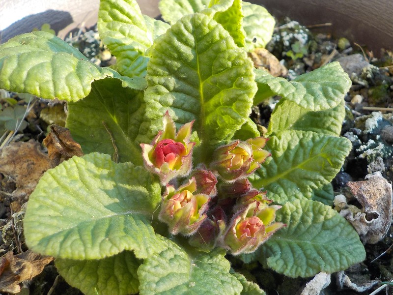 プリムラのツボミが出来ていました。