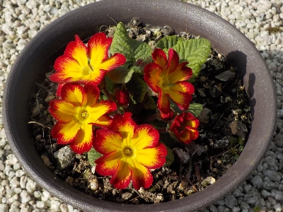 japan 小さいプリムラは更にかわいい。 3月