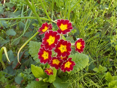 japan 畑の脇にプリムラがありました。 4月