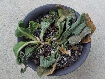 japan プリムラが一鉢枯れました。 7月