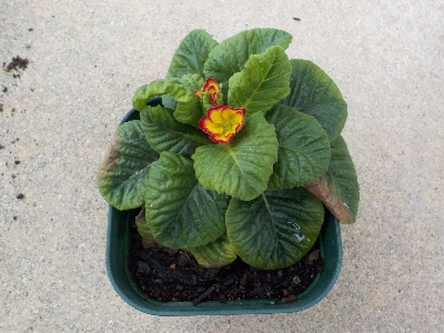 japan プリムラが一鉢枯れました。 7月