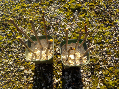 ちょっと古い枝でプルーンの挿し木しました。