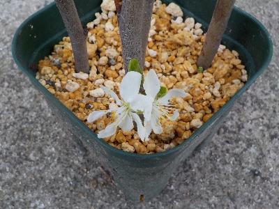 japan 挿し木のプルーンに花が付きました。 4月