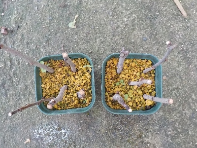 japan プルーンの挿し木は失敗しました。 6月