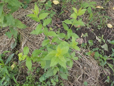 japan プルーンの木の下に木が生えていました。 6月