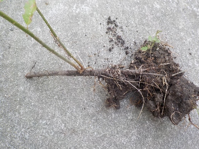 japan プルーンの木の下に木が生えていました。 6月