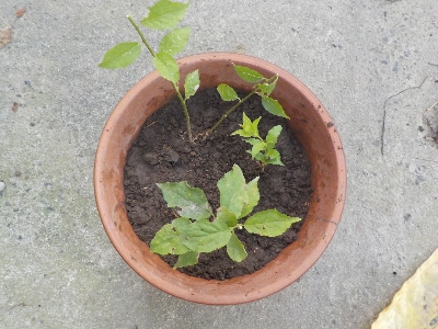 japan プルーンの木の下に木が生えていました。 6月