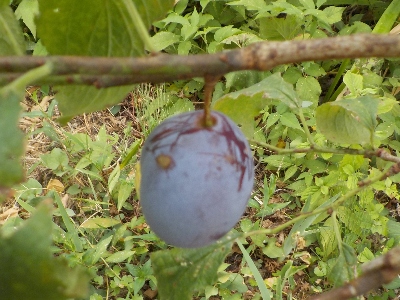japan このプルーンはいつ摘み取ろうかな。 8月