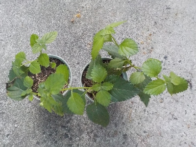 japan ランタナを植え替えしました。 7月