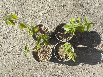 japan ランタナを1本1鉢にしました。 8月