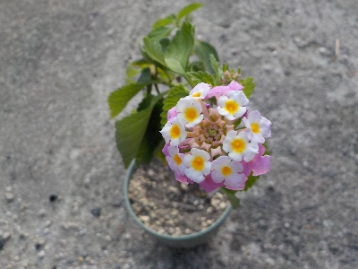 japan 今年挿し木で増やしたランタナが開花しました。 9月