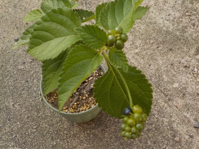 japan ランタナに実が出来ました。 9月