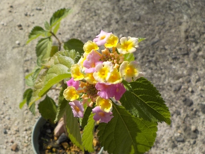japan ランタナの開花期間は長いですね、 11月