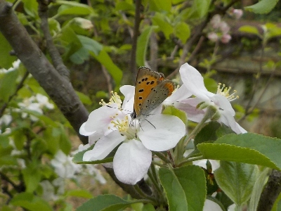 japan リンゴの受粉は虫たちに任した。 4月