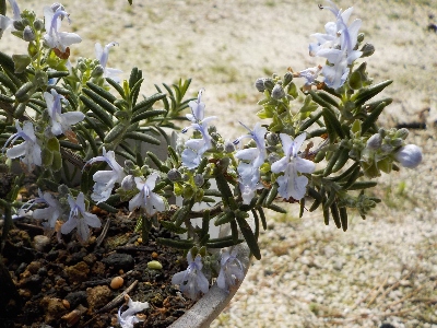 japanローズマリーの開花時期は長い2月