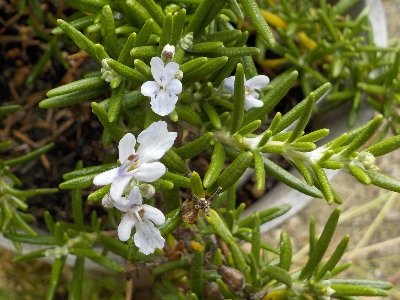 japan ローズマリーが咲いていました。 6月