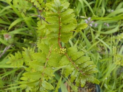 山椒が1本枯れました。 4月