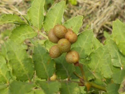 japan 山椒の実がちょっと赤いです。 5月