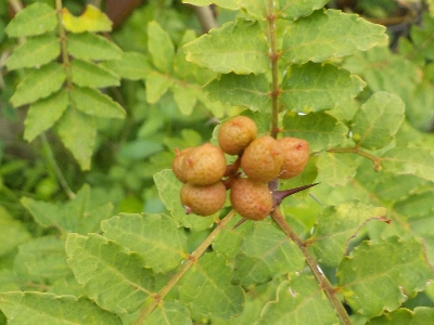 japan 山椒の実を収穫しました。 7月