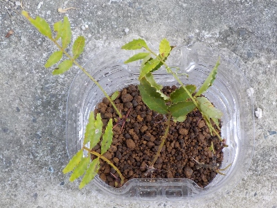 japan ペットボトルで山椒の挿し木をしました。 8月