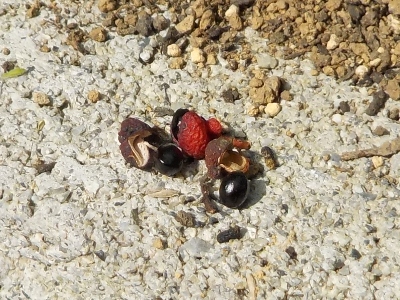 japan 山椒の実からタネが出てきました。 10月