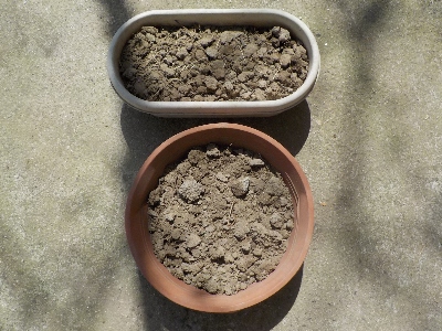 去年掘った小さいサツマイモを植えました。 4月