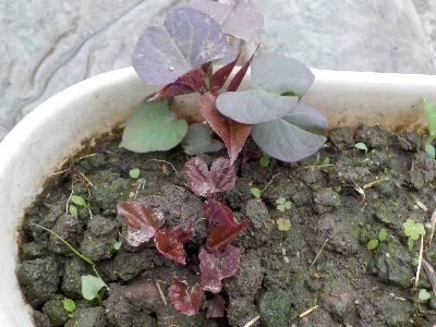 japan サツマイモの芽が出ました。 4月