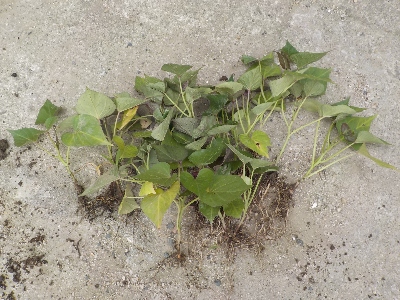 japan 芋から育てたサツマイモ苗を植えました。 6月